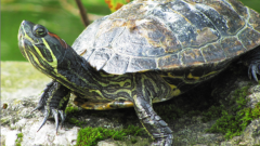 Где и как зимуют болотные черепахи