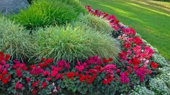 What are the border perennials