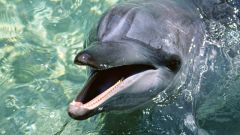 Где можно поплавать с дельфинами в Москве