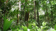 Какие животные водятся во влажных экваториальных лесах