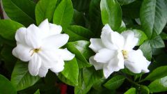 Gardenia jasminoides: care, transplanting, watering