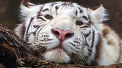 Как и почему меняется численность тигров в природе