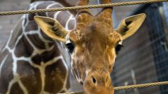 Почему в Копенгагене убили жирафа