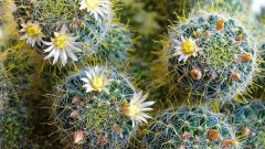What is dangerous cactus