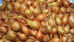 8 причин для выращивания лука-репки из севка