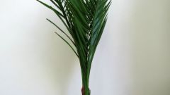 Как вырастить настоящую финиковую пальму из обычной косточки