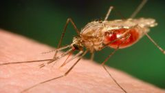 Как передается малярия