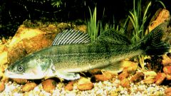 Рыба судак: интересные факты и полезные свойства