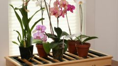 Is it possible to grow an Orchid at home