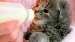 What to feed newborn kittens