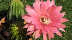 Cactus: planting and care
