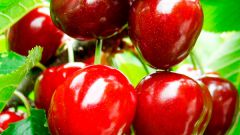 Cherry fruit fly: the main methods of struggle