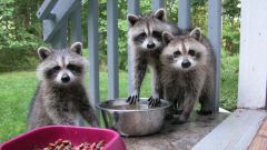 Is it possible to keep the raccoon at home