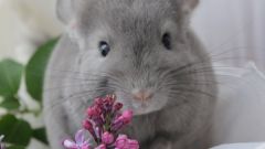 How much is a chinchilla