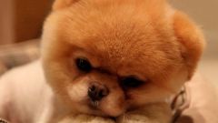 How much is a Pomeranian
