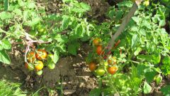 Болезни томатов: способы лечения