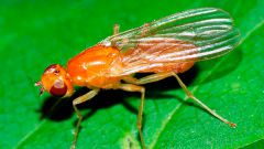 Carrot fly: how to fight it