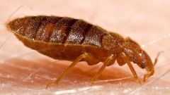How to deal with bedbugs