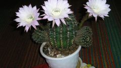 How to achieve flowering cactus