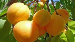 Все о абрикосах: как вырастить деревце