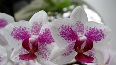 Все про орхидеи: как ухаживать