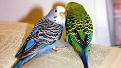 Все о попугаях: как кормить