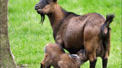 All about goats: how to keep