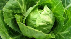 All about cabbage: how to care