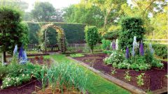 How to place in the garden: planting vegetables, shrubs and trees