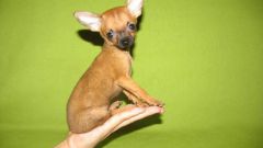 How to feed toy Terrier