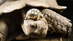 Какие есть сухопутные черепахи