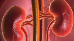 What tests to take to check the kidneys