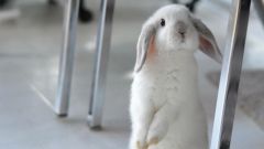 Какие болезни у кроликов