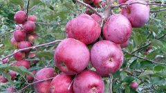 What Apple trees to plant in the suburbs