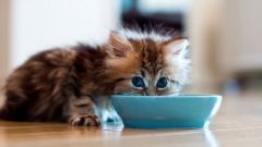 Каким кормом лучше всего кормить котенка