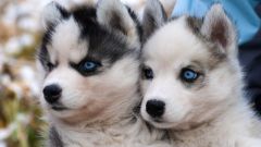 How to look like puppies huskies