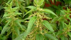 How to make fertilizer from nettles