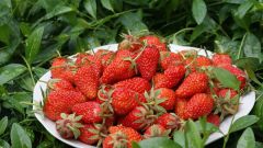 How to achieve a rich harvest of strawberries