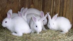 Разведение и откорм кроликов
