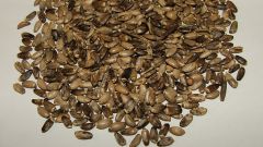 Расторопша: лечебные свойства семян и способ применения 