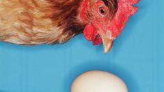 Как увеличить яйценоскость кур