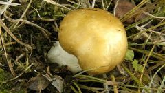 Как выглядит гриб валуй 