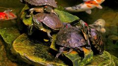Все о красноухих черепахах: как они размножаются