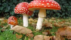 Какие признаки растений есть у грибов