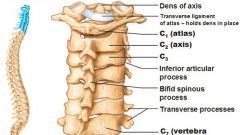 What are the names of all the cervical vertebrae