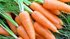 Какие бывают сорта моркови