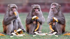 Чем питаются обезьяны