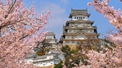 Почему сакура - символ Японии