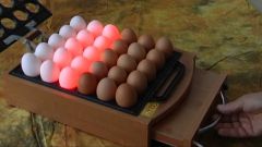 Как проверить яйца в инкубаторе