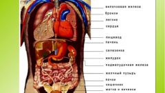 Как расположены внутренние органы человека